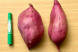 【訳あり】どすこいサイズ「ゆきこまち」  5キロ箱