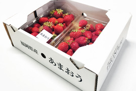 【甘味と酸味が絶妙な】丹精込めた完熟！あまおう  ジャムお菓子に   Sサイズ　約285g×2パック 【販売開始特別価格】