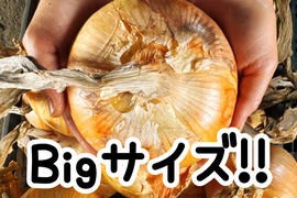 市場では出回らない‼️吊るして保存‼️BIGsize早生玉ねぎ10キロ入‼️