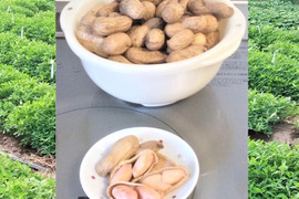 今が旬　茹で用 生落花生おおまさり１.８ｋｇ 農薬・化学肥料使用なし