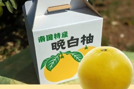 果実大きくプリプリ食感+上質な香り　【お試し版】晩白柚　約1.5kg　L 玉１個