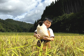 【新米】令和5年度産　丹波篠山産コシヒカリ米　10キロ