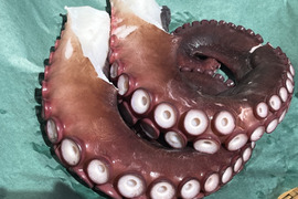 漁師の店　水タコ　タコ２本〜４本　1.5kg   浜茹で