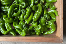 【有機JAS認証万願寺とうがらし：訳あり：1kg】お得な訳ありです！京の夏野菜といえばコレ！本物の京野菜をオーガニックで味わう！甘くて肉厚！万願寺とうがらし！そのまま焼いたら鰹節とお醤油で！