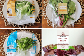 【夏ギフト】AML健康野菜10袋セット：Ca-リッチレタス、Ca&ポリフェノール-リッチ レッドリーフ、低カリウムレタス、サラダほうれん草【栽培期間中農薬不使用・完全閉鎖型水耕栽培】