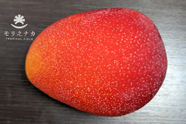 【先行予約】TROPICAL FIELD モリ之ナカ　贈答用　完熟マンゴー約2㎏（4～6玉）果汁たっぷり、甘味と酸味も絶妙でコクのあるマンゴーです。マンゴー好きな方に是非！