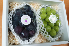 🍇《季節のギフトに最適》 彩り鮮やかぶどう2房《シャインマスカット&ナガノパープル》【高級化粧箱入り·計1,2kg程】【北九州市ふるさと納税返礼品にも出品中】