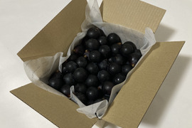 ブラックビートの通販｜ぶどう｜食べチョク｜産地直送(産直)お取り寄せ