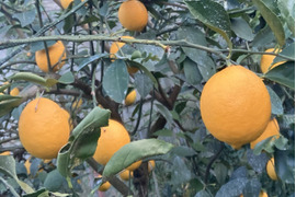 お菓子作りで違いがわかる「マイヤーレモン」2㎏　静岡県から産地直送