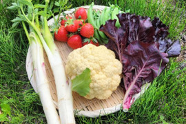 採れたてカリフラワーの野菜セット（4種類以上）