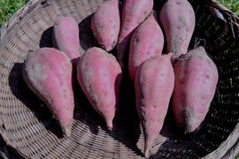 さつまいも　紅はるか（2kg) 大小様々詰め合わせ品