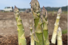 【朝採り新鮮】太くてやわらかくてみずみずしい！秋田県湯沢市産／甘い春アスパラ1000ｇ／2L~Ｌ規格！
