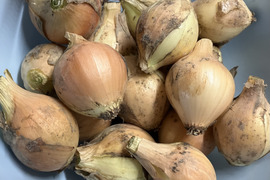 ミニサイズ玉ねぎ(約2.5キロ入り)