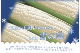 抜群の甘さ✨【10本セット　朝採り即日発送】白いとうもろこし