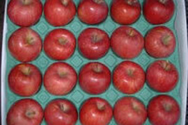 大臣賞ふじ　10キロ　40～46玉　秋田県からすぐに食べきりサイズを食卓へ