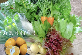 【種子島産ぽんかんおまけ】日常使用する野菜を中心とした野菜セット80サイズ