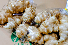 掘りたてを洗って直ぐお届け菊芋１kg【500g✖️２袋】