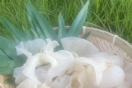 【希少な国産・乾燥白いきくらげ】セット（15g×6袋）～出雲の自然と手仕事から生まれる美容と健康の贅沢食材～