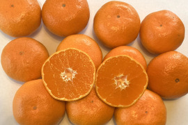 【食べ比べ・高糖度系晩生みかん】糖度１５度以上　今村・青島　5kg