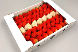 紅白いちご【紅ほっぺ×天使のいちご　サイズ混合セット】1㎏