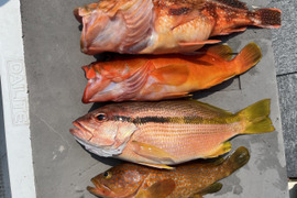 明日朝まで限定！捕れたて！アコウ・カサゴ・アカハタ・アカイサキ 約3kg 長崎県対馬市(内臓・鱗処理済)
