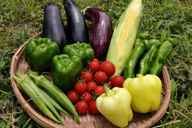 【今が旬屋】ミネラルたっぷり！島育ちの夏野菜セットMサイズ（6〜8品目）