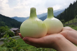 【愛知のてっぺん】生がおすすめ！！たまねぎ　5㎏