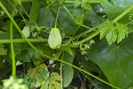 珍しい野菜 はやとうり 2つ (500-700g程度)【栽培期間中農薬不使用!!】