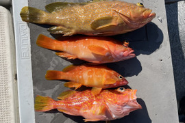 明日朝まで限定！捕れたて！アコウ・カサゴ・アカハタ 約2.5kgオーバー 長崎県対馬市(内臓・鱗処理済)