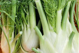 富山県産 フェンネル フィノッキオ 約1kg
