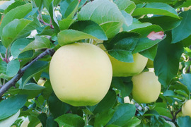 🍏ご家庭向け 『シナノゴールド』 3㎏🍏