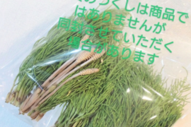 野草☆スギナ🌿 白髪予防に☆100本自然栽培の畑周りのスギナ🌿シリカ 皮膚や髪、爪の強化に役立つケイ素☆ハーブ🌿🏣ゆうパック