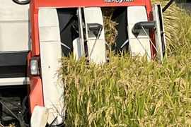 伊賀コシヒカリ 令和7年産 玄米5kg(箱込み)  ～忍者の里が育んだ至高の一粒～