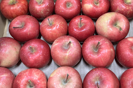 ★すぐに出荷★【加工用バラ詰め】極小玉のほのか（早生ふじ） ジュース、スイーツ、コンポート、すりおろし林檎　加工用・業務用🍎約2.7Kg　青森県産