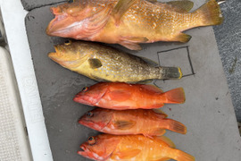 明日朝まで限定！捕れたて！アコウ・アオナ・アカハタ 約2.5kg 長崎県対馬市(内臓・鱗処理済)