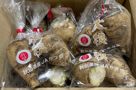 【福袋】規格外品でお安く！冬季限定1人前使い切りの極小サイズ/GI取得のうま辛い辛味大根！年越し蕎麦やハンバーグ、お刺身に【松館しぼり大根】(SSサイズ5Kg)