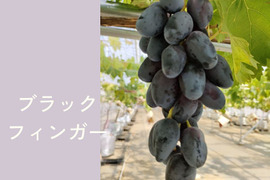 品種おまかせ詰め合わせ ぶどう 1kg（2~3房）栽培期間中農薬不使用 激レア品種も！ BＫシードレス、ヌーベルローズ、昭平紅、ブラックフィンガー、天晴、バイオレットキング、藤稔の中からランダムで
