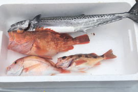 【朝まで1点売切り！】鮮魚セット2.8kg 　サゴシ　レンコダイ　メバル　アラカブ　長崎県対馬