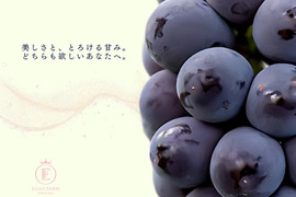 【贈答用】長野県産ナガノパープル　1kg以上