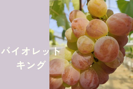 品種おまかせ詰め合わせ ぶどう 500g（2房）栽培期間中農薬不使用 バイオレットキング、昭平紅、シャインマスカット、BＫシードレス、マイハートの中からランダムでお届け