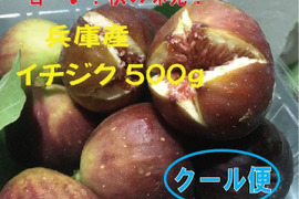 兵庫産 秋の味覚イチジク 500ｇクール便