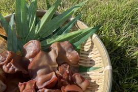 【希少な国産・乾燥きくらげ】15g〜毎日の食卓に〜