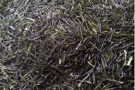 お茶・茶葉　農薬・肥料不使用　緑茶（2024） 煎茶 おくみどり 新茶 加茂自然農園のお茶