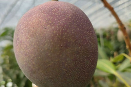 旬到来！ マンゴー 約800g（2玉）栽培期間中農薬不使用【ギフト用】