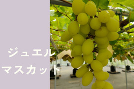 品種おまかせ詰め合わせ ぶどう 2kg（3~5房）栽培期間中農薬不使用 ジュエルマスカット、ナガノパープル、サニールジュ、マイハート、天山、クイーンニーナ、シャインマスカットの中からランダムでお届け
