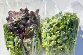 グリーンリーフレタスの産地直送の商品 食べチョク 産地直送 産直 お取り寄せ通販 農家 漁師から旬の食材を直送