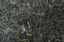 煎茶（2025） おくみどり 新茶 加茂自然農園のお茶　農薬・肥料不使用　緑茶