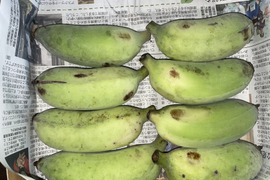 予約販売1ヶ月待ち〔自然栽培〕ワクワバナナ