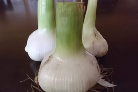 大きさにびっくり！いるま鬼丸にんにく（ジャンボにんにく）約500ｇ１個～2個
