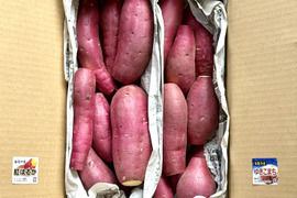 日替わり「さつまいも」2種類セット！色々なサイズ入り  5キロ箱【訳あり】